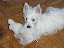 Bandit